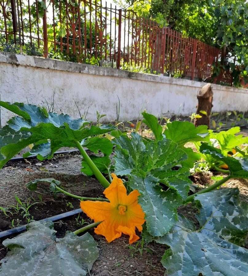 B&B Ioli Vesuvio Ercolano Luaran gambar